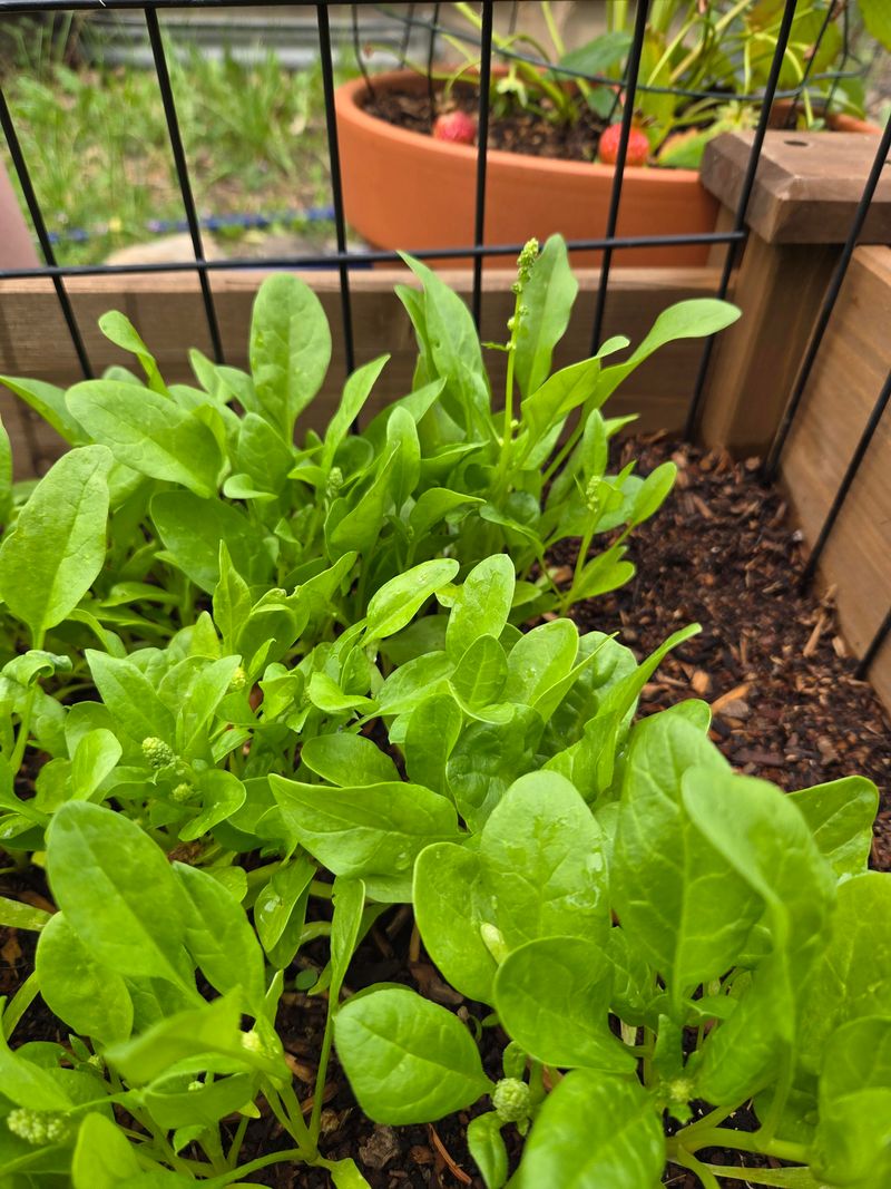 Cut Spinach Early While Leaves Stay Tender
