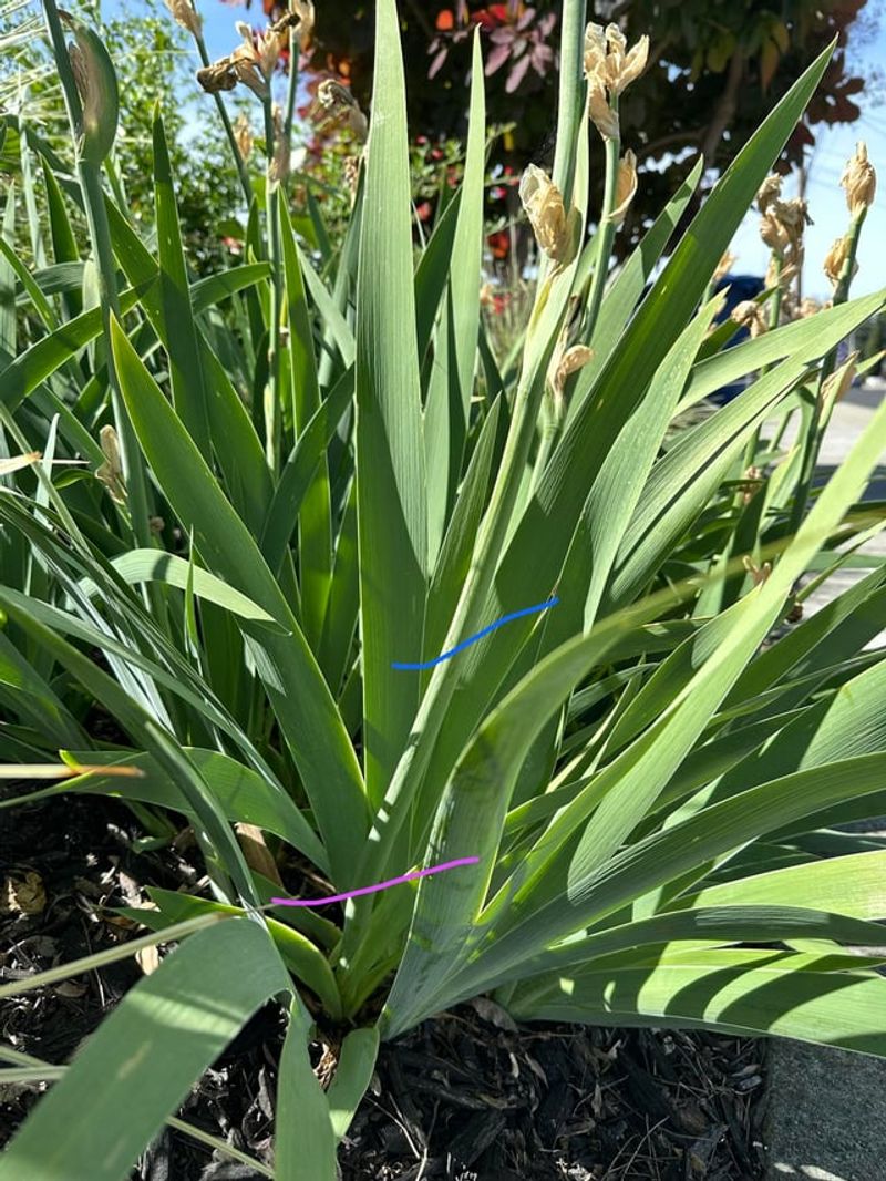 Cut The Flower Stalk After Blooming