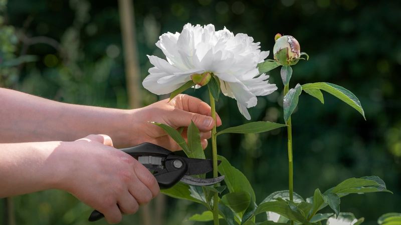 Cut The Flower Stem Back To A Healthy Leaf Cut The Flower Stem Back To A Healthy Leaf