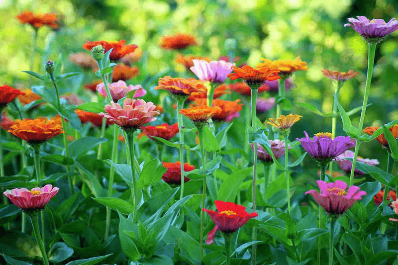 Cut Zinnias Often Before Flowers Turn Tired