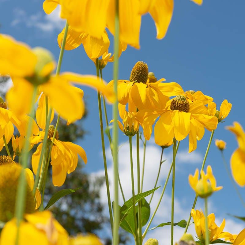 Cutleaf Coneflower Fills Moist Sunny Beds Cutleaf Coneflower Fills Moist Sunny Beds