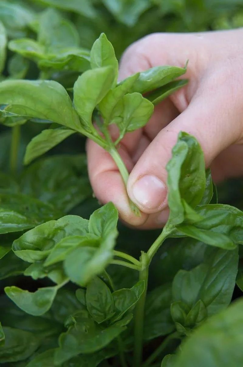 Cutting Above Leaf Nodes Encourages Bushier Growth
