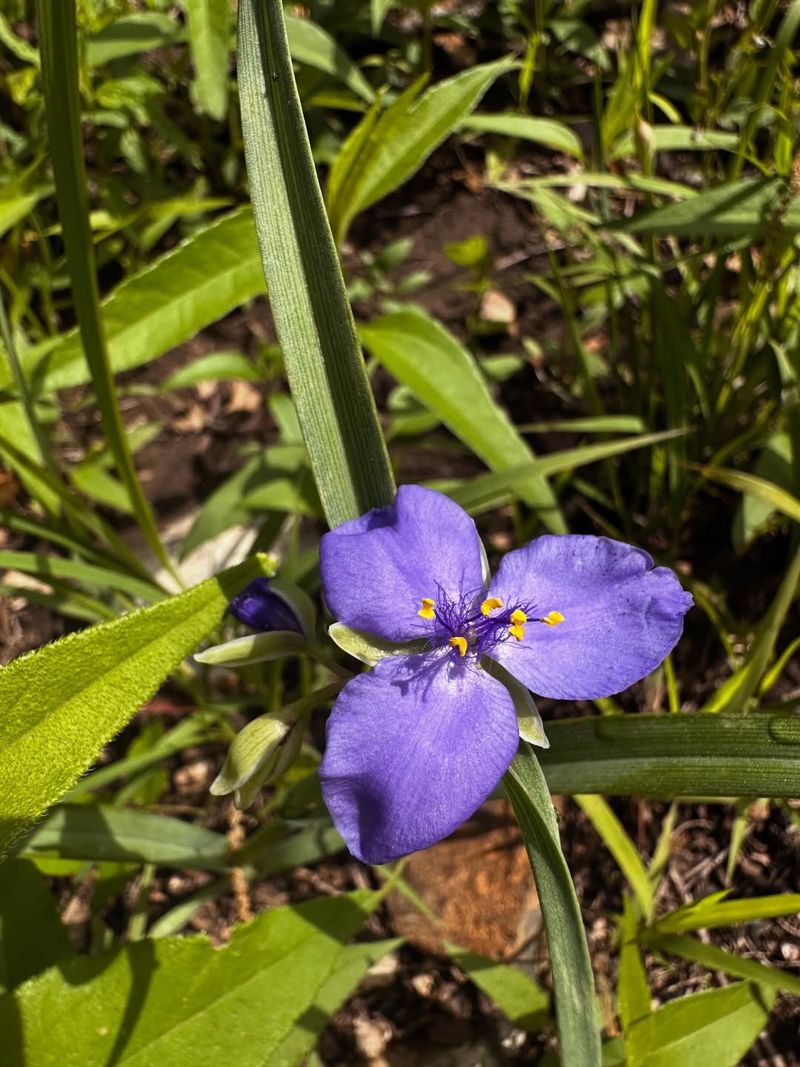 Cutting After Bloom Limits Reseeding