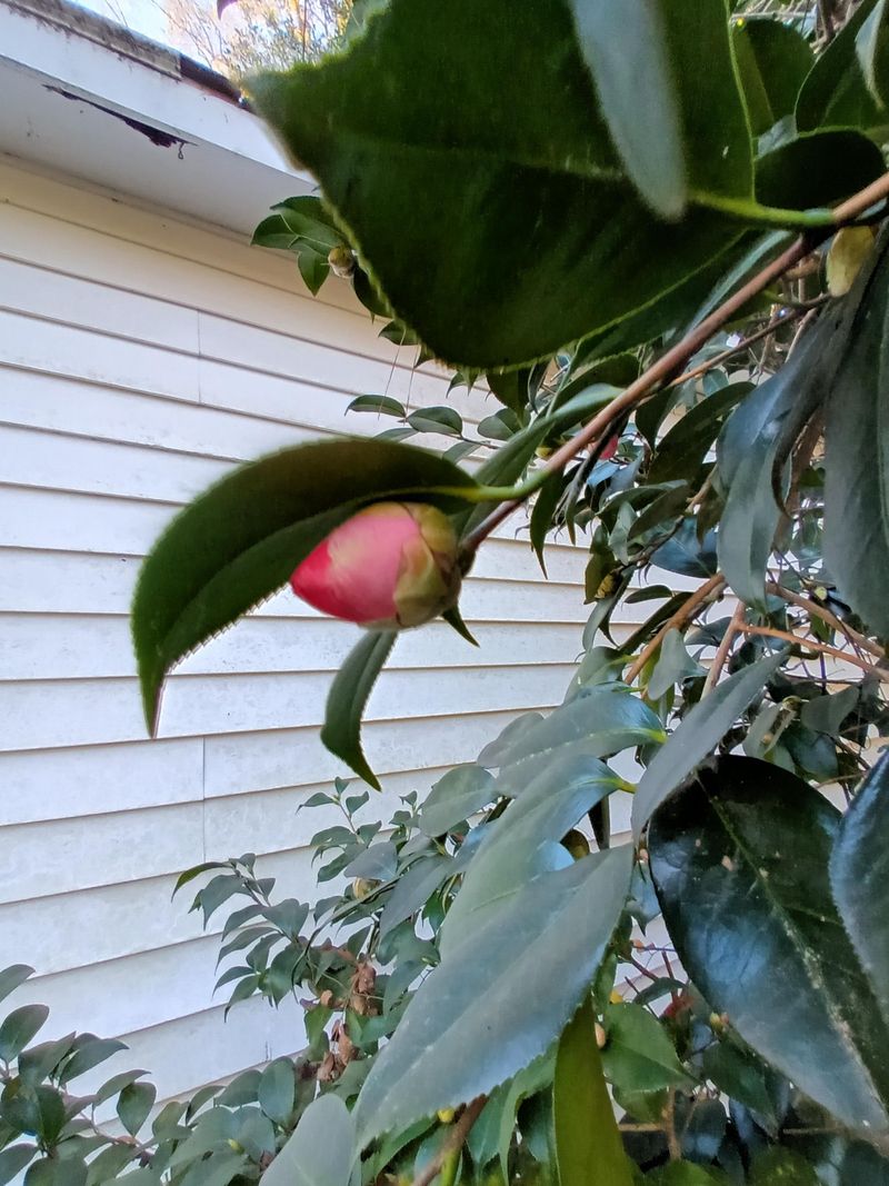 Cutting Camellias Before Buds Set