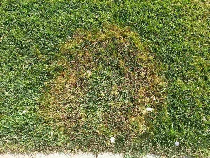 Cutting Grass Too Short Causes The Biggest Problems Cutting Grass Too Short Causes The Biggest Problems