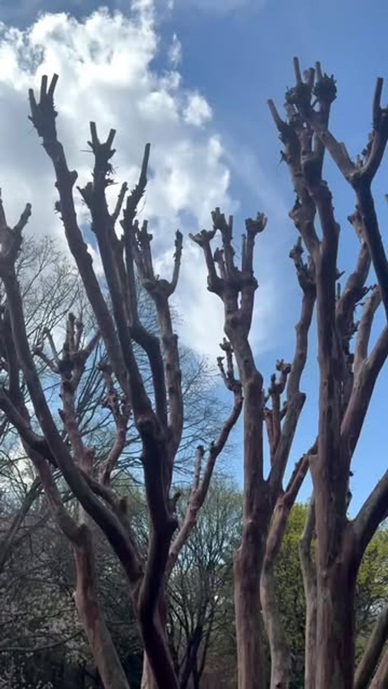 Cutting The Tree Back Way Too Hard