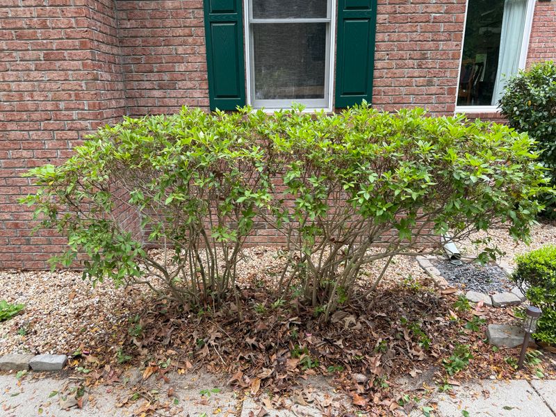 Cutting Too Deep Leaves Fewer Flowering Stems Cutting Too Deep Leaves Fewer Flowering Stems