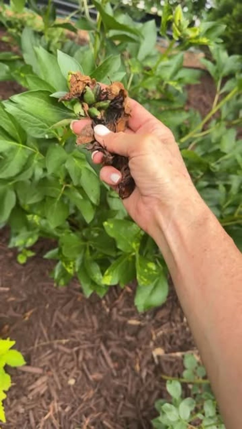 Cutting Too Much Foliage Along With Flowers