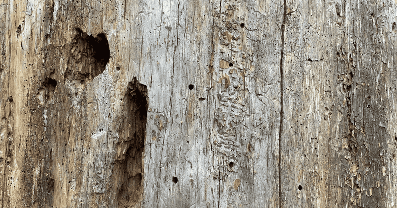D-Shaped Exit Holes Can Signal Borer Activity