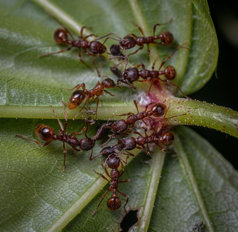 DIY Treatments Leave Colonies Intact