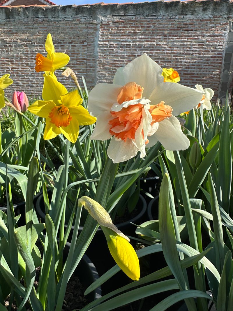 Daffodils