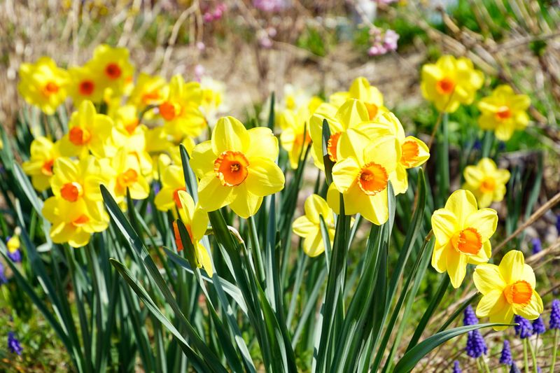 Daffodils Hide A Rat-Repelling Secret