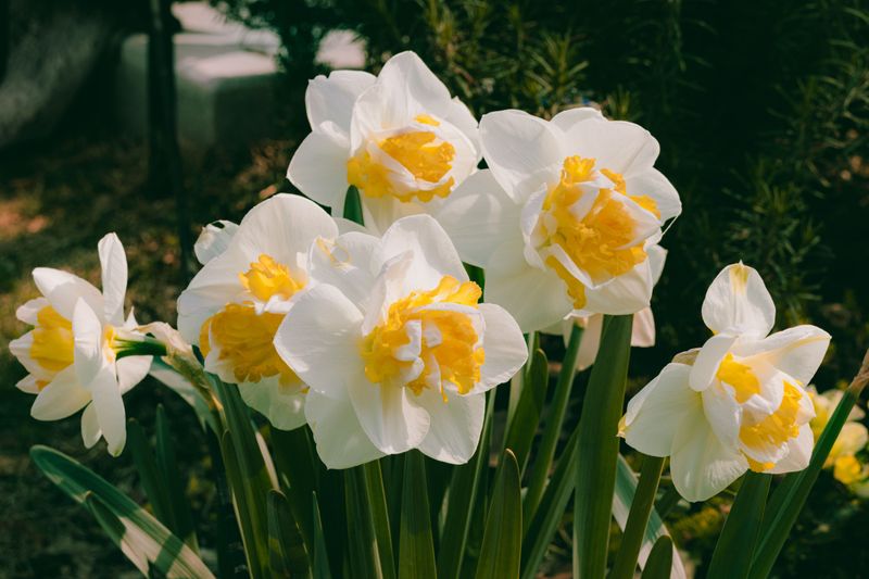 Daffodils
