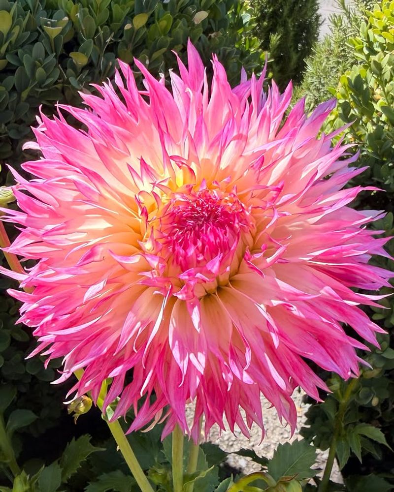 Dahlia Dahlia