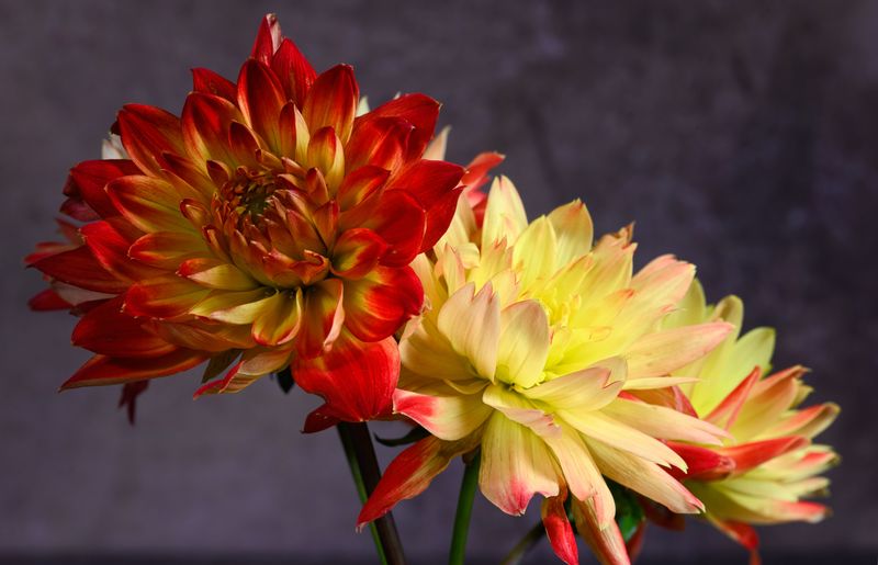 Dahlia Dahlia