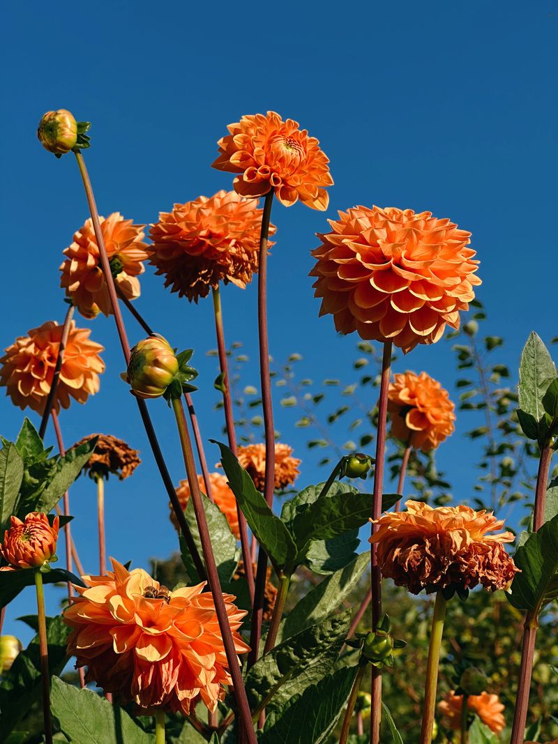 Dahlias Dahlias