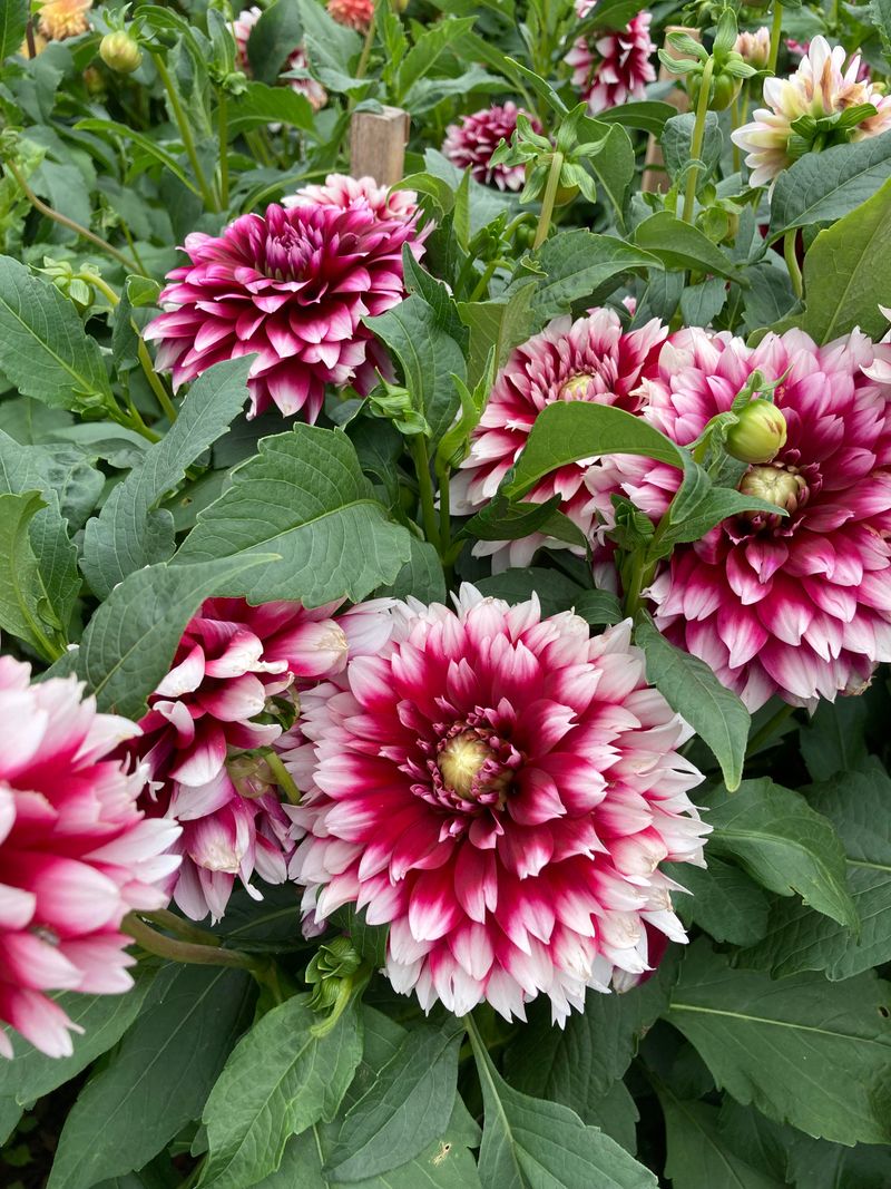 Dahlias