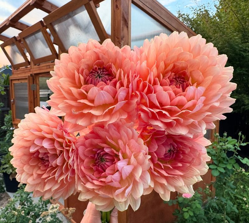 Dahlias Bring Big Color When Summer Peaks