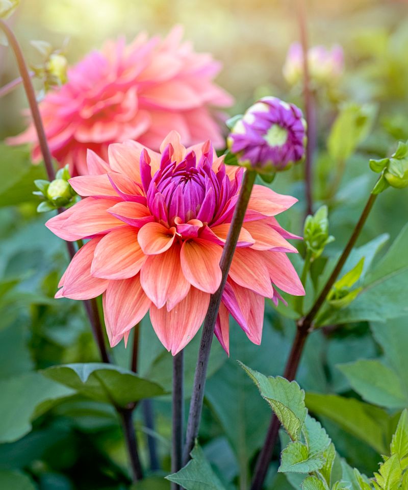 Dahlias Keep Producing When Faded Flowers Are Removed