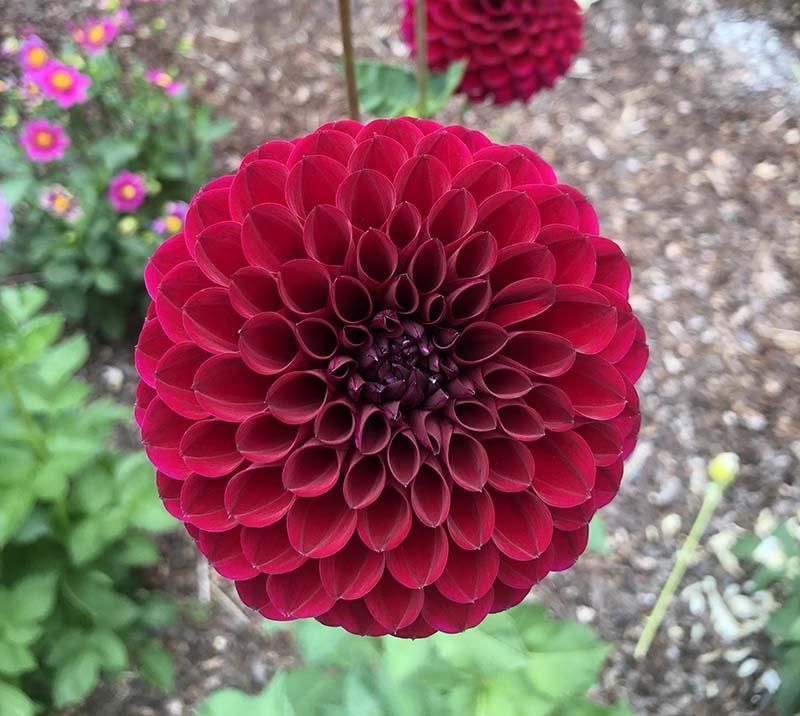 Dahlias Keep Producing When Spent Blooms Come Off
