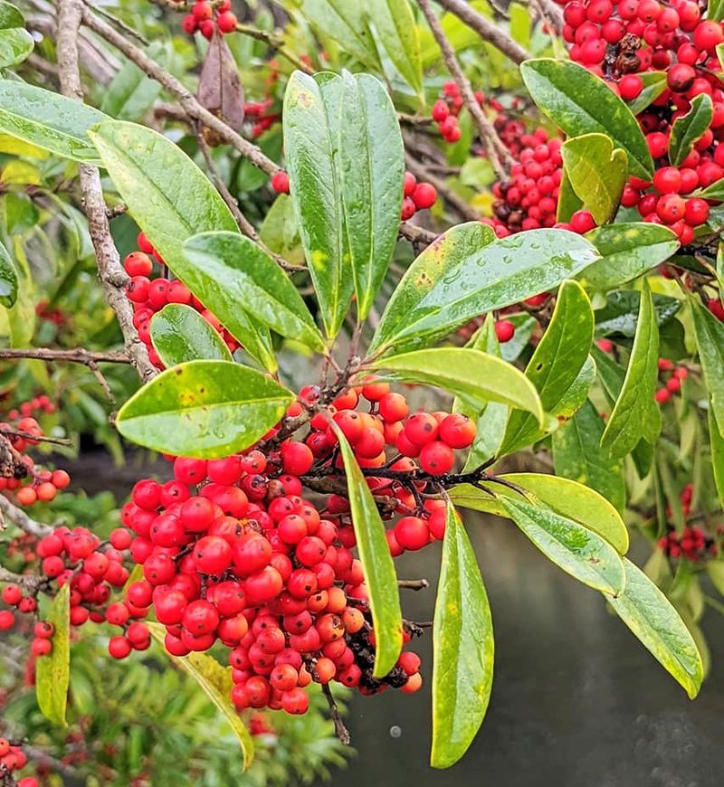 Dahoon Holly Adds Year Round Cover In Moist Spots Dahoon Holly Adds Year Round Cover In Moist Spots