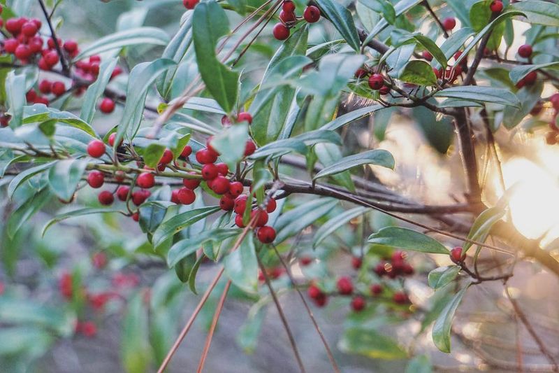 Dahoon Holly Supports Birds Without Promising Pest Control Dahoon Holly Supports Birds Without Promising Pest Control