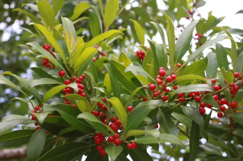 Dahoon Holly Supports Birds Without Promising Rodent Control Dahoon Holly Supports Birds Without Promising Rodent Control