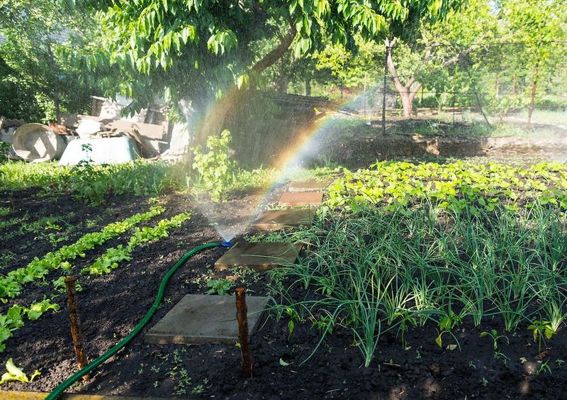 Daily Sprinkles Can Make Plants Less Drought-Ready Daily Sprinkles Can Make Plants Less Drought-Ready