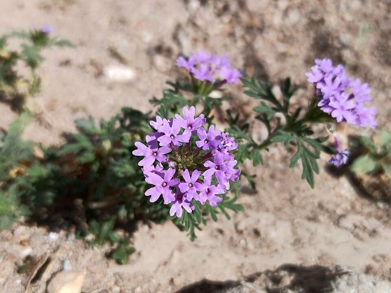 Dakota Mock Vervain Forms A Low-Spreading Cover Dakota Mock Vervain Forms A Low-Spreading Cover