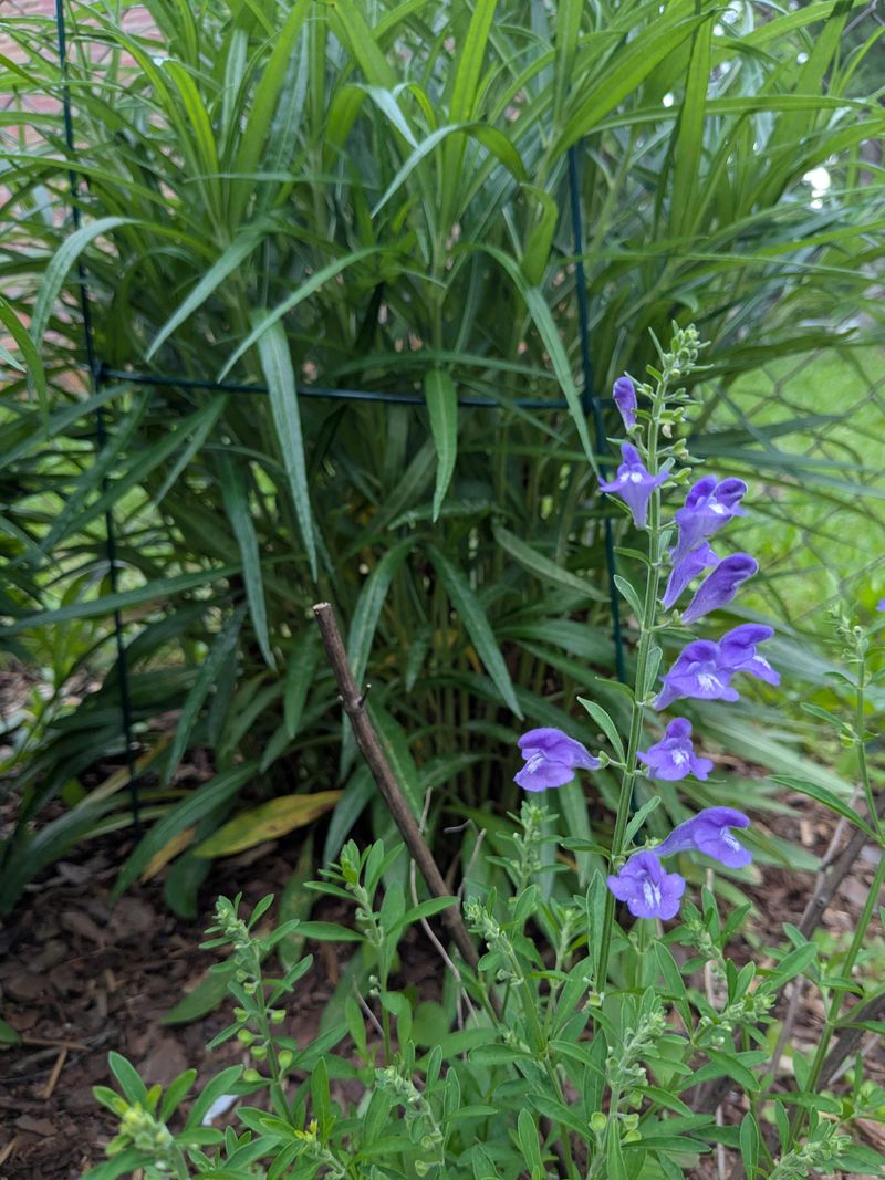Dalea Covers Dry Soil With Pollinator Friendly Blooms