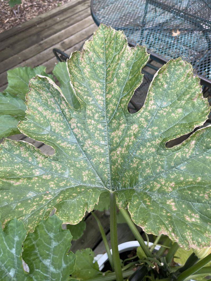 Damage Stays Mostly On Exposed Leaves And Fruit Damage Stays Mostly On Exposed Leaves And Fruit