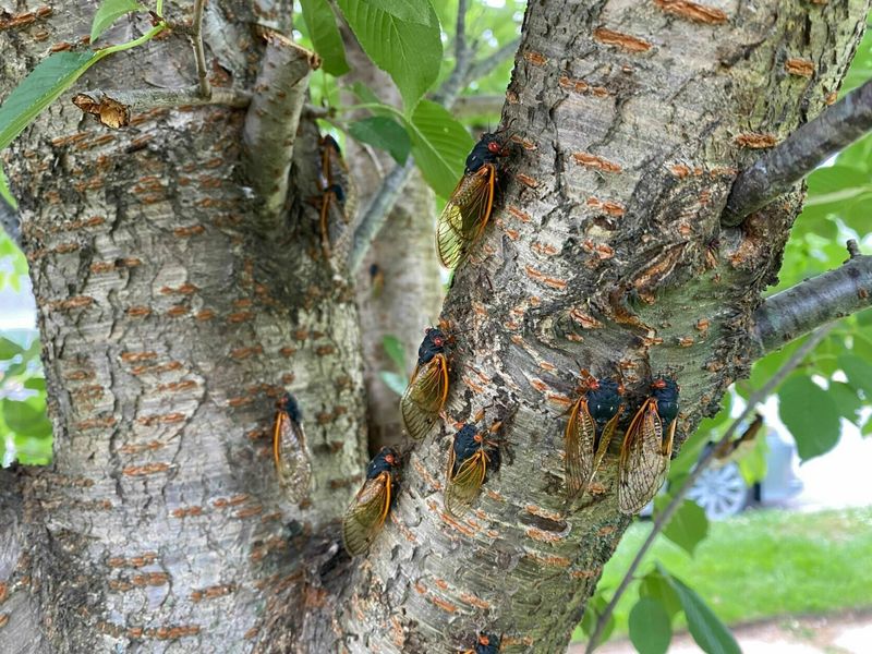 Damaged Branch Tips Should Be Pruned Carefully