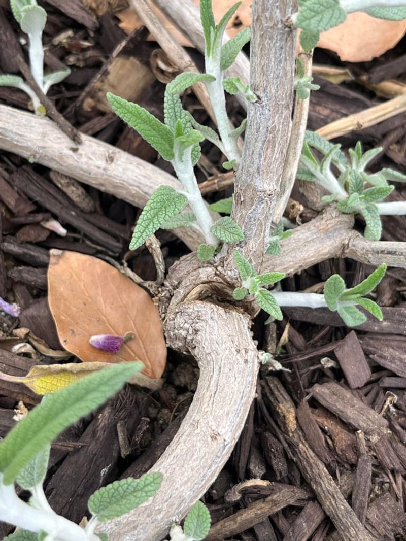 Damaged Branches Can Be Removed During Light Pruning Damaged Branches Can Be Removed During Light Pruning