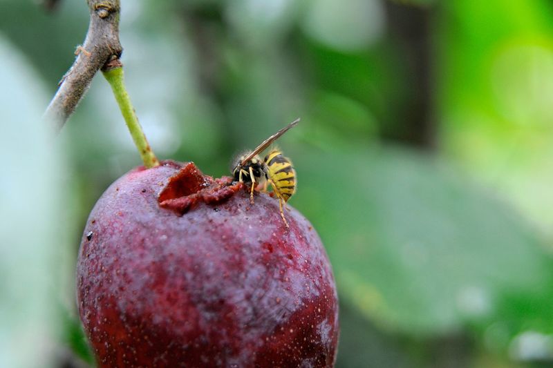 Damaged Fruit May Be Leaking Sweet Juice