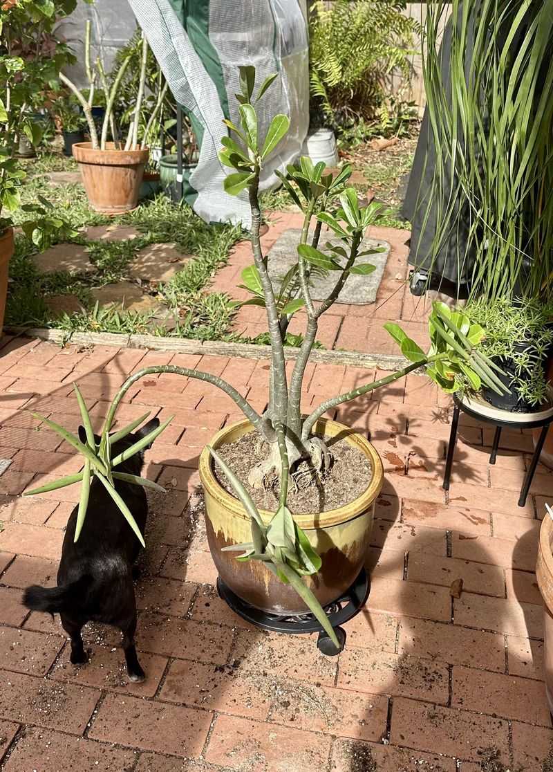 Damaged Growth Can Be Trimmed As Needed