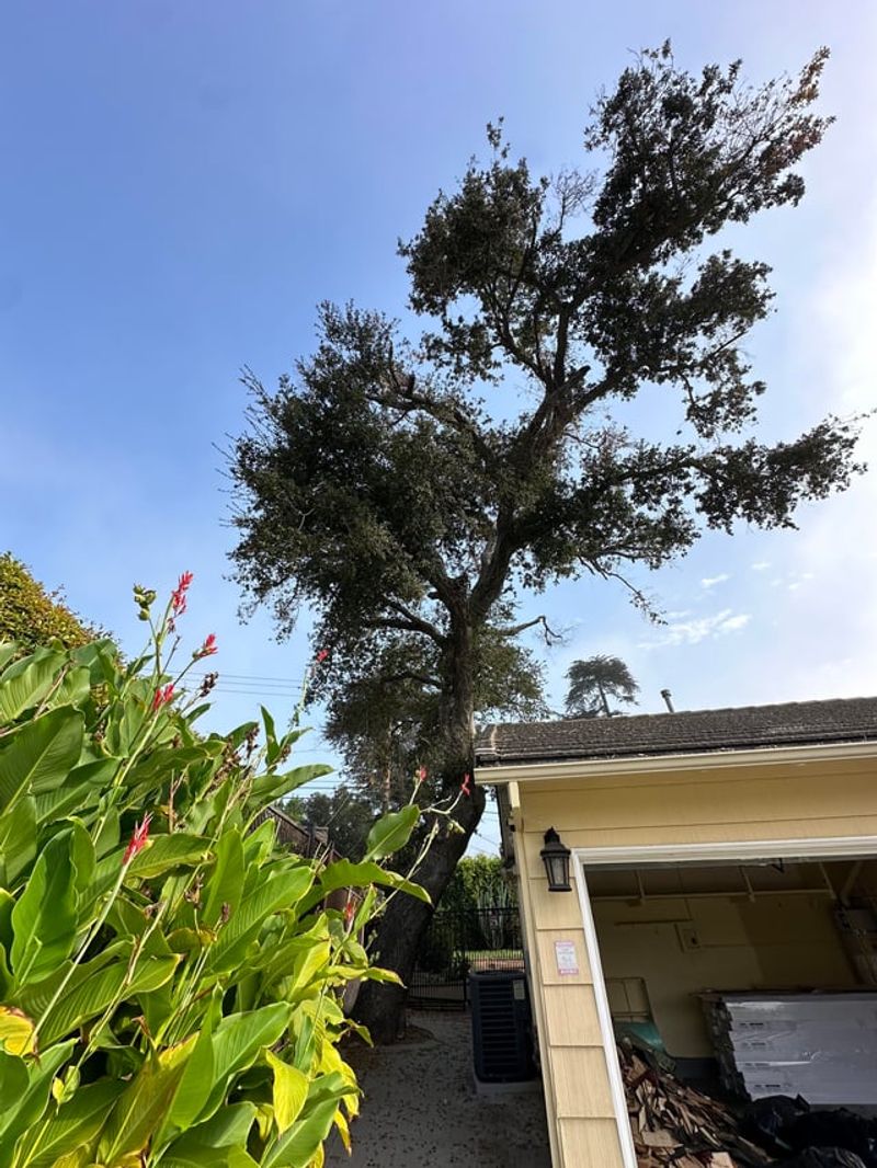 Damaged Or Dangerous Trees May Still Need Paperwork Damaged Or Dangerous Trees May Still Need Paperwork