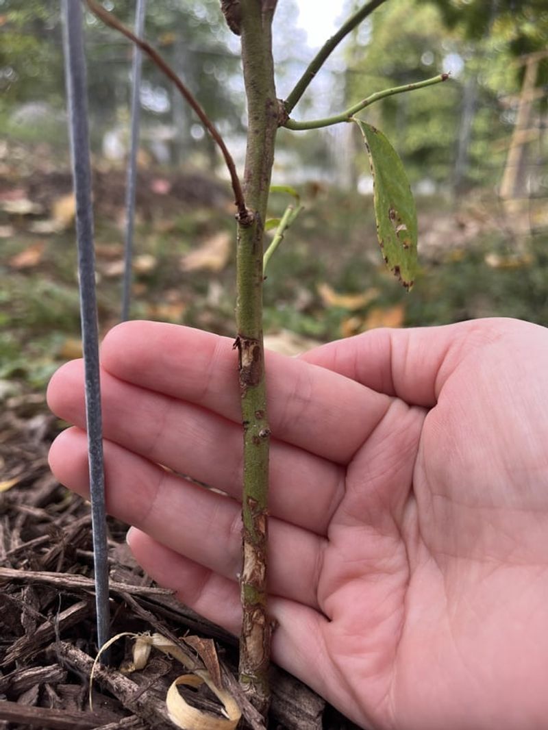 Damaged Or Diseased Wood