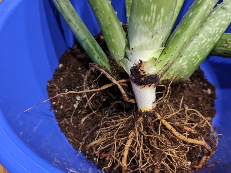 Damaged Roots Struggle To Support Healthy Growth Damaged Roots Struggle To Support Healthy Growth