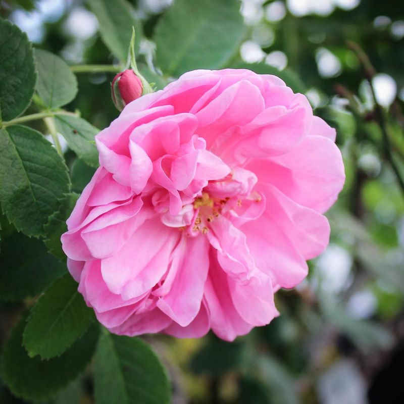 Damask Roses Bring Old-Garden Fragrance Damask Roses Bring Old-Garden Fragrance