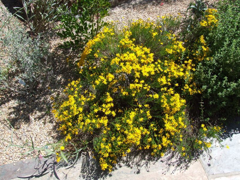 Damianita Covers Itself In Yellow Flowers Damianita Covers Itself In Yellow Flowers