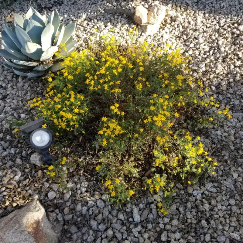 Damianita Stays Neat Without Extra Irrigation