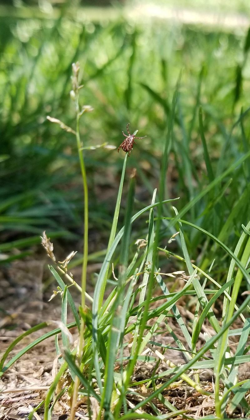 Damp Clipping Piles Create Cozy Tick Shelter Damp Clipping Piles Create Cozy Tick Shelter