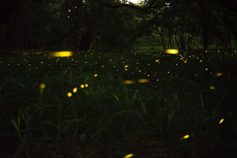 Damp Soil Helps Fireflies Stay Active After Sunset Damp Soil Helps Fireflies Stay Active After Sunset