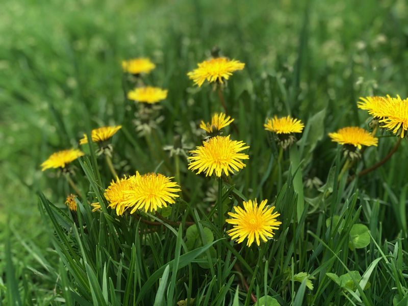 Dandelions Are More Helpful Than Most Pennsylvania Homeowners Realize