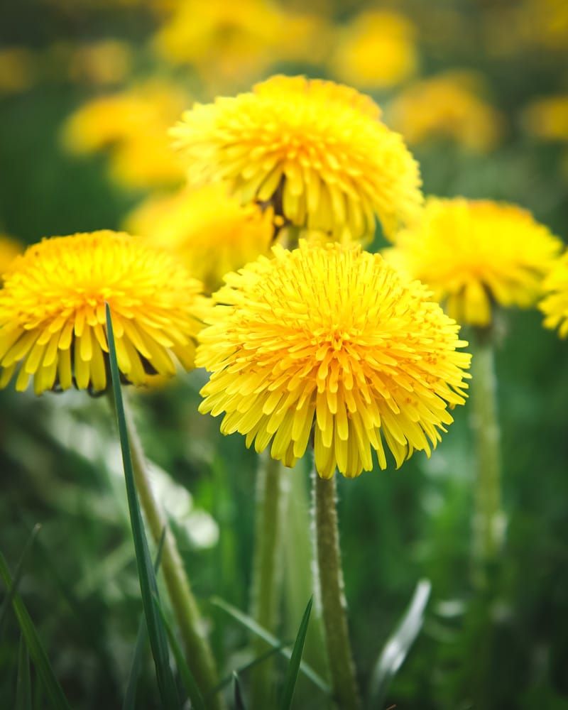 Dandelions Can Support Early Pollinators