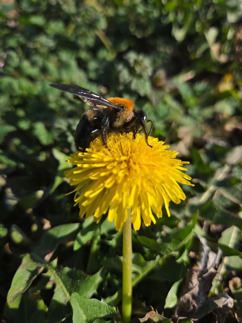 Dandelions Feed Bees Before Many Flowers Open