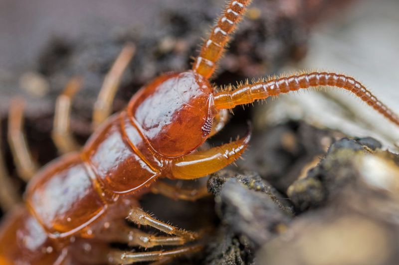 Danger Levels Of House Centipedes To Minnesota Families And Pets