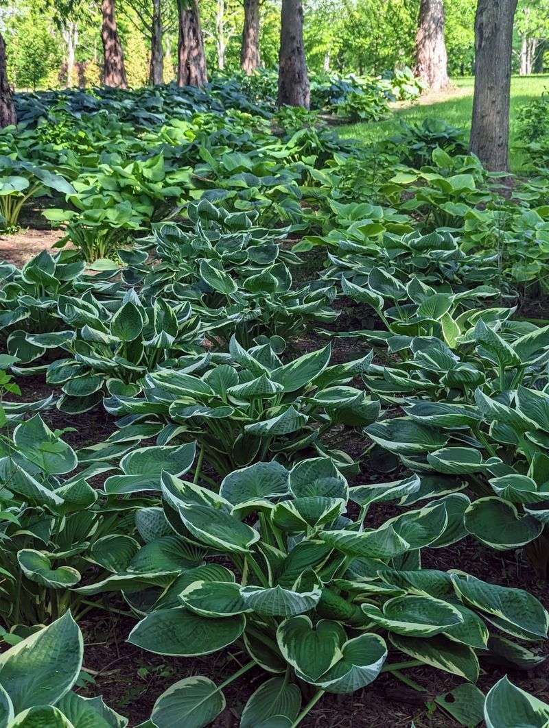 Dappled Shade Helps Hostas Handle Georgia Heat