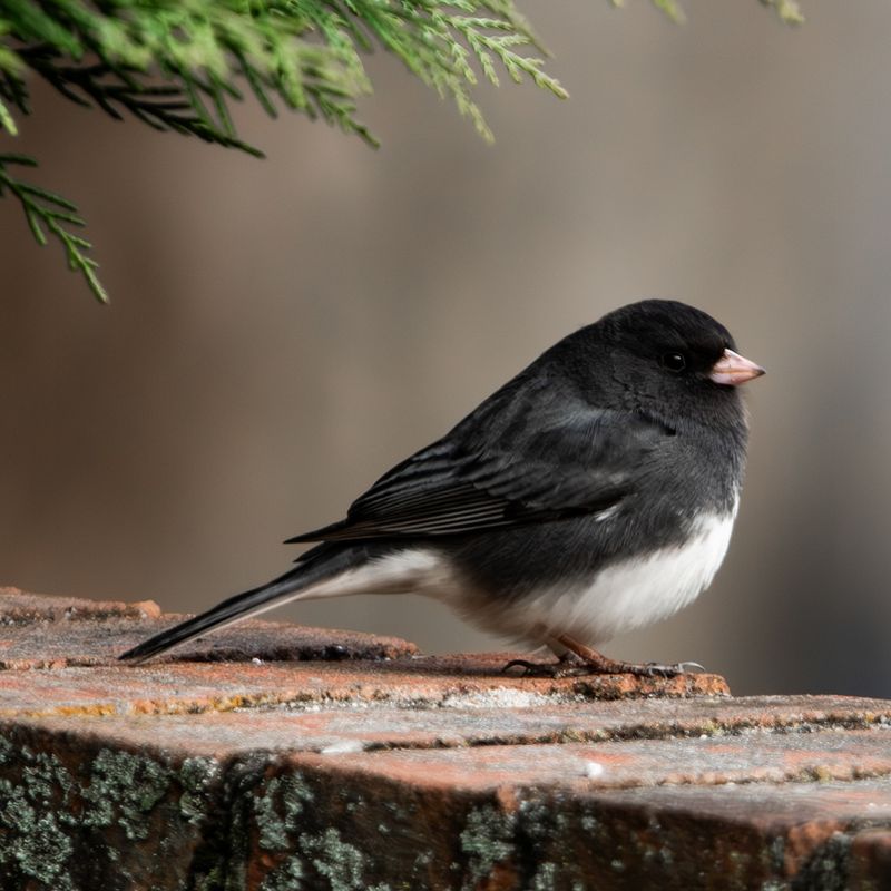 Dark-Eyed Juncos Flash White Tail Feathers