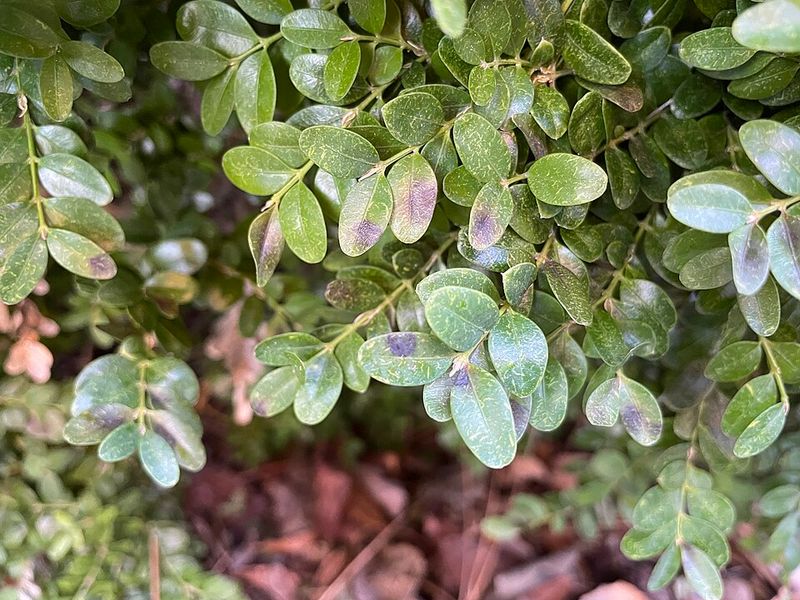 Dark Leaf Spots Signal The First Boxwood Blight Warning